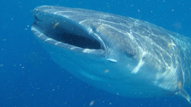  Maravilhoso tubarão-baleia 